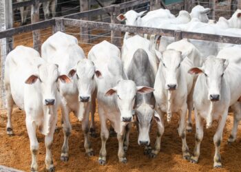Confinamento Inteligente assume controle na corrida por precocidade