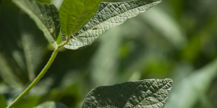 As múltiplas aplicações do controle biológico na soja