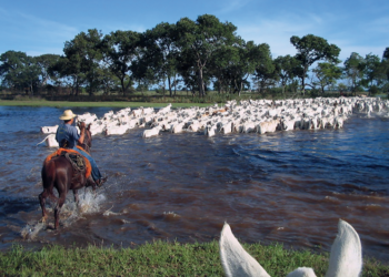 SANIDADE –  Missão de peso e qualidade