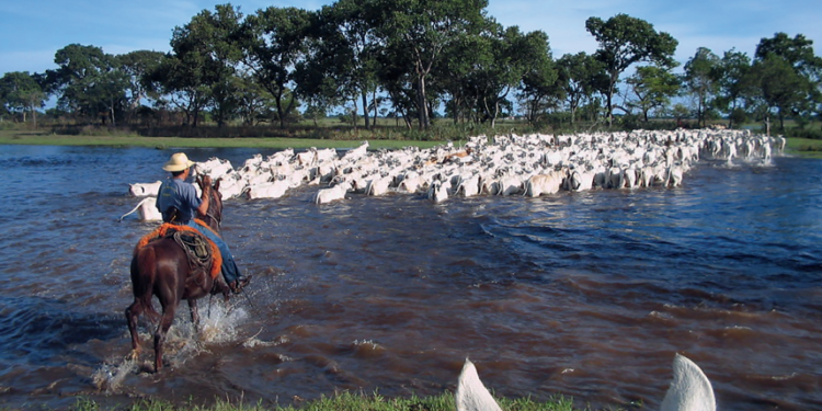SANIDADE –  Missão de peso e qualidade