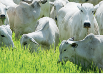 SUPLEMENTAÇÃO –  Deficiência que faz diferença