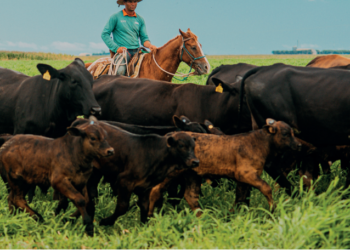 TECNOLOGIA –  Caminho inverso