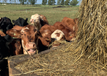 MANEJO – Mapa da mina