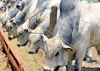 Confinar ou não confinar? Eis a questão!