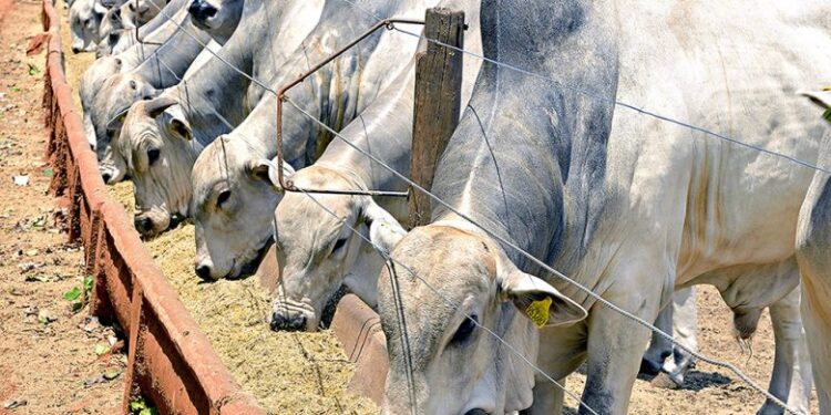 Confinar ou não confinar? Eis a questão!