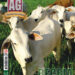 Revista AG 234