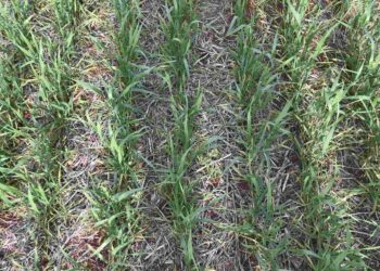 Perdas no enfrentamento das invasoras do trigo? Saiba como controlar