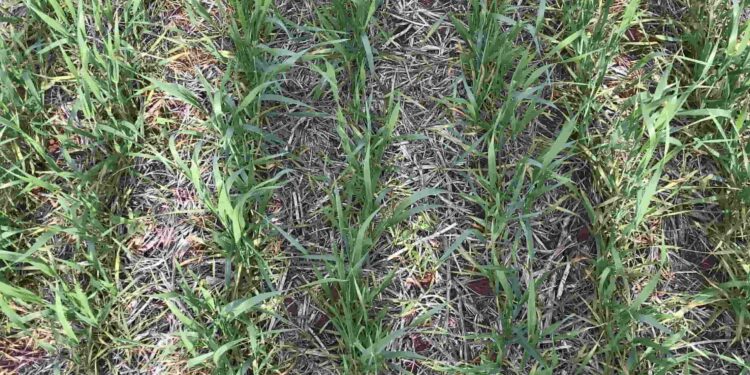 Perdas no enfrentamento das invasoras do trigo? Saiba como controlar