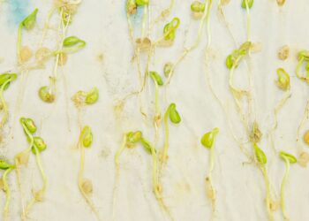 SEED POINT – O Mundo da Semente