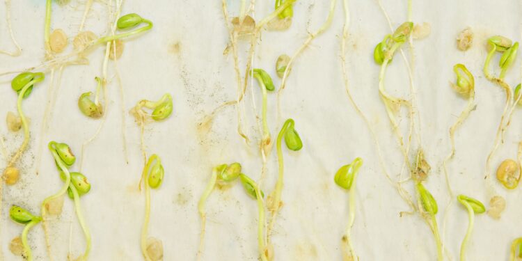 SEED POINT – O Mundo da Semente