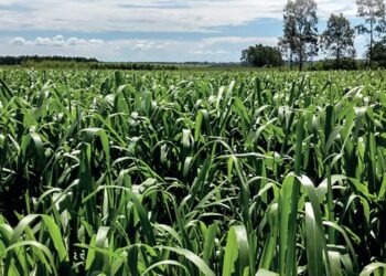A união faz a força