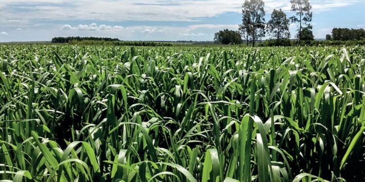 A união faz a força