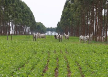 ILPF –  O poder da eficiência fotossintética