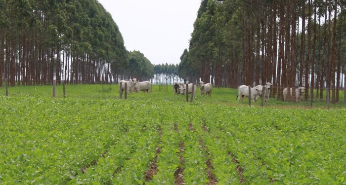 ILPF – O poder da eficiência fotossintética