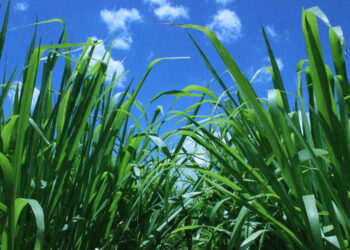 Critérios para a compra de sementes de plantas forrageiras