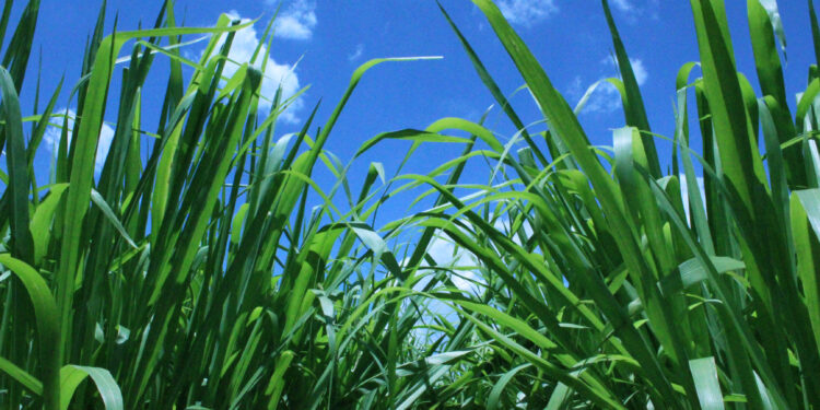 Critérios para a compra de sementes de plantas forrageiras