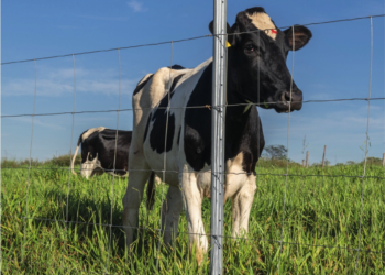 LEITE – Monitoramento constante