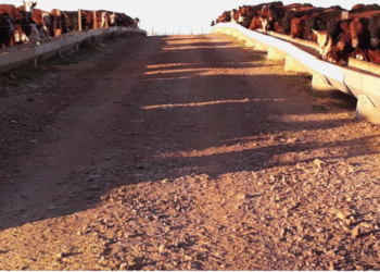 MANEJO –  O coringa do jogo