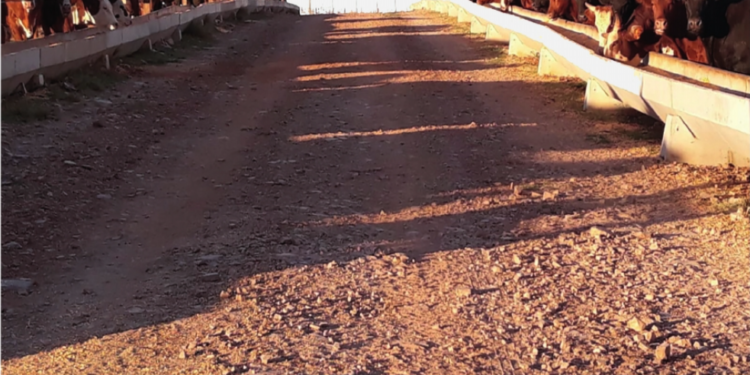 MANEJO – O coringa do jogo