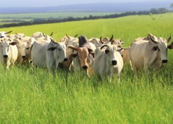 SANIDADE –  Correlação positiva e operante
