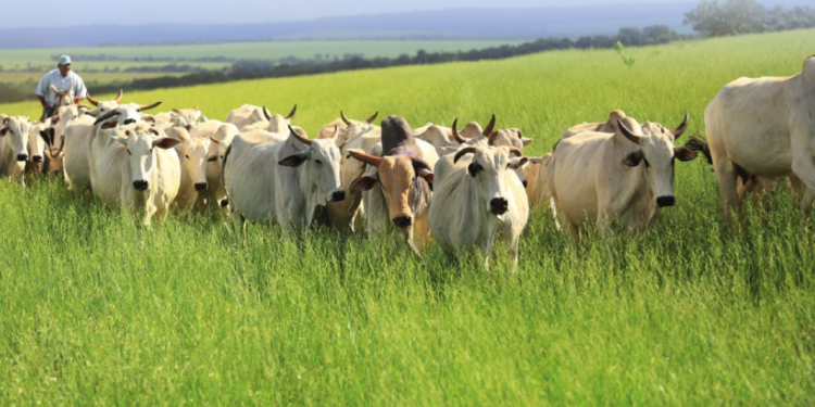 SANIDADE –  Correlação positiva e operante