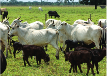 SANIDADE –  Correlação positiva e operante