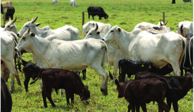 SANIDADE – Correlação positiva e operante