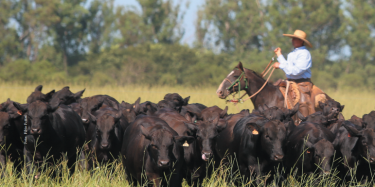 A expansão do brangus no Brasil