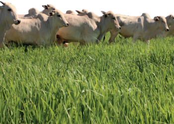 Fontes de produtividade e DESEMPENHO