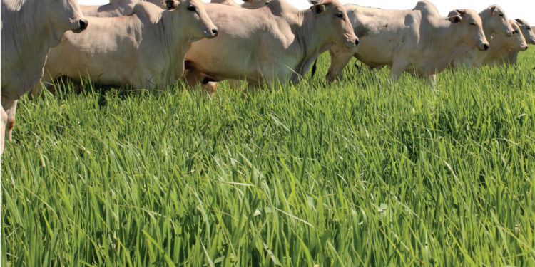 Fontes de produtividade e DESEMPENHO