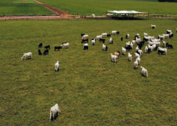 O Confinador: Cinco passos para uma TIP de Sucesso