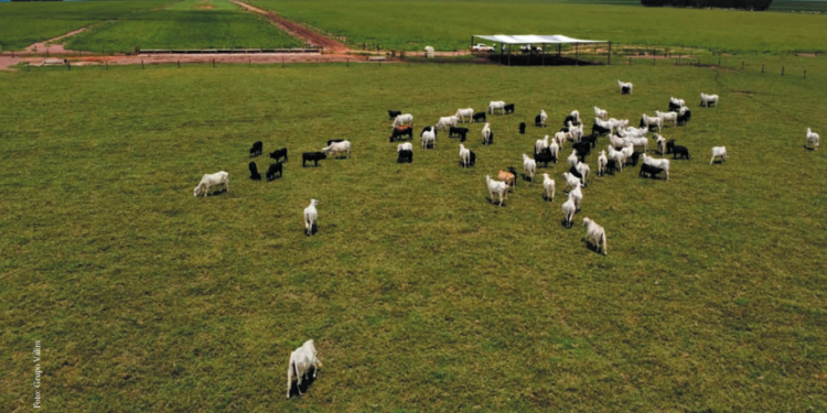 O Confinador: Cinco passos para uma TIP de Sucesso