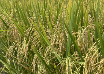 Terceiro maior produtor de arroz irrigado no Brasil