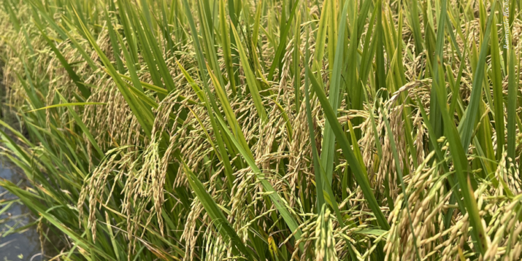 Terceiro maior produtor de arroz irrigado no Brasil