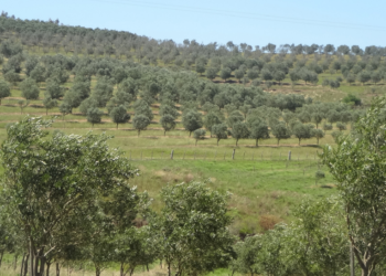 Cenário promissor para o azeite brasileiro