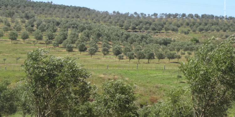 Cenário promissor para o azeite brasileiro