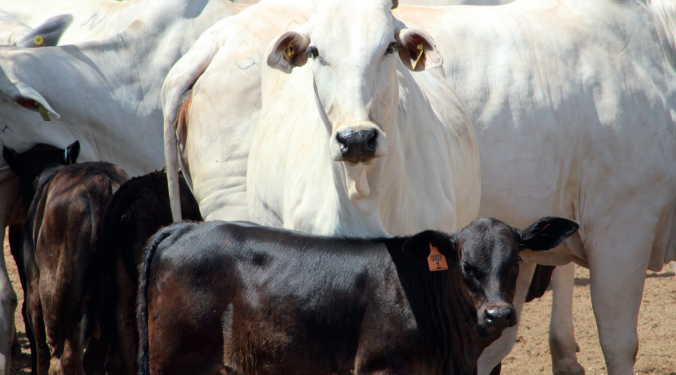 O que está acontecendo com o cruzamento no brasil