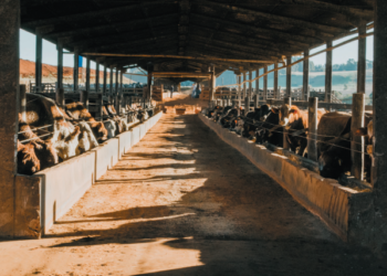 Genética europeia garante qualidade da carne e sucessão