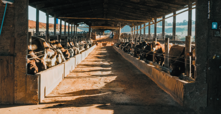 Genética europeia garante qualidade da carne e sucessão