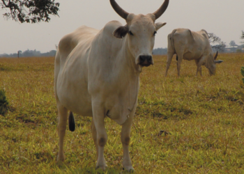 Planejamento nutricional para a estação de monta deve levar em conta metas do negócio