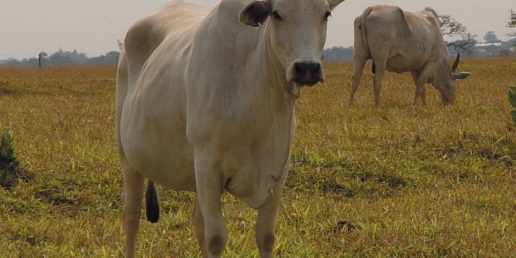 Planejamento nutricional para a estação de monta deve levar em conta metas do negócio