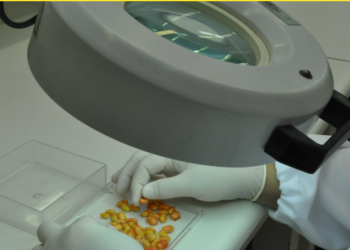 TESTES RÁPIDOS AVALIAM A QUALIDADE DE SEMENTES DE SOJA