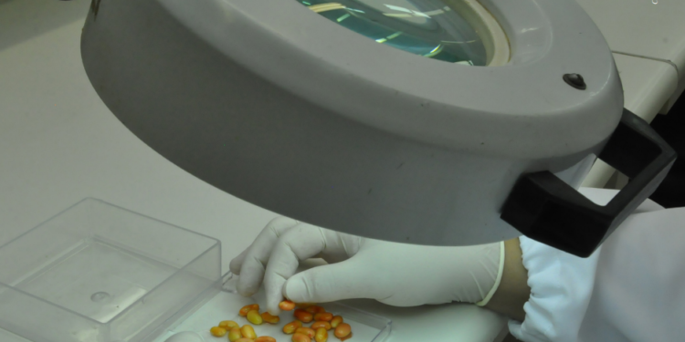 TESTES RÁPIDOS AVALIAM A QUALIDADE DE SEMENTES DE SOJA