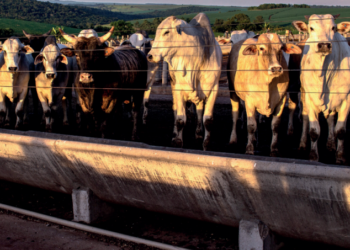 Práticas sustentáveis de nutrição, manejo e bem-estar resultado positivo do pasto para o confinamento