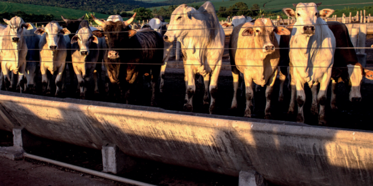 Práticas sustentáveis de nutrição, manejo e bem-estar resultado positivo do pasto para o confinamento