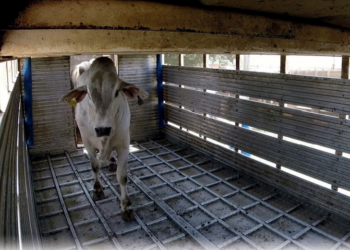 Responsabilidade compartilhada