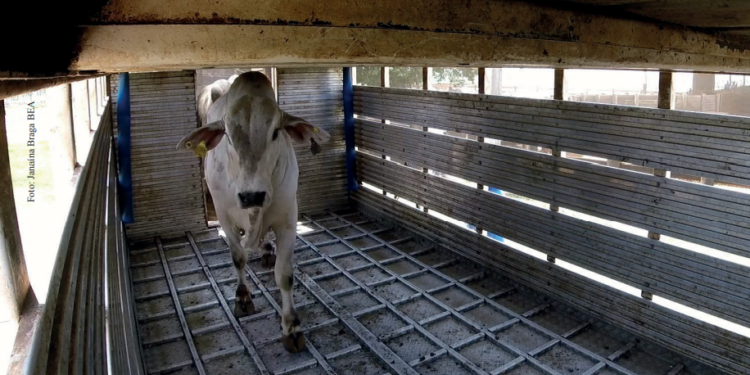 Responsabilidade compartilhada