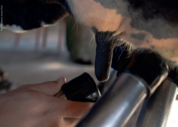 Mastite subclínica, uma perigosa ameaça a produção leiteira