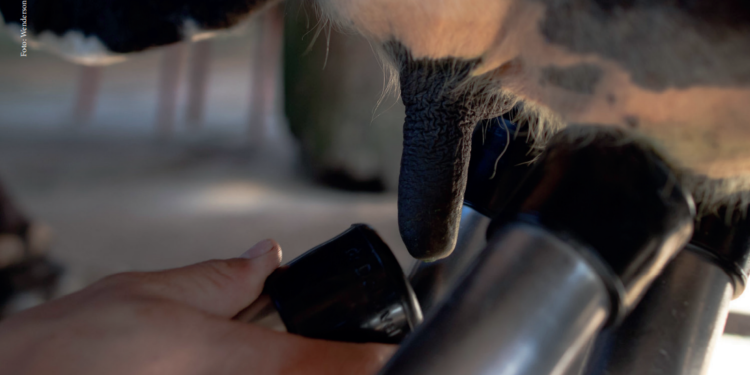 Mastite subclínica, uma perigosa ameaça a produção leiteira