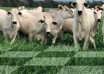 Bezerros viram Reis e novilhas, Rainhas no sistema de recria e engorda do Grupo Valim